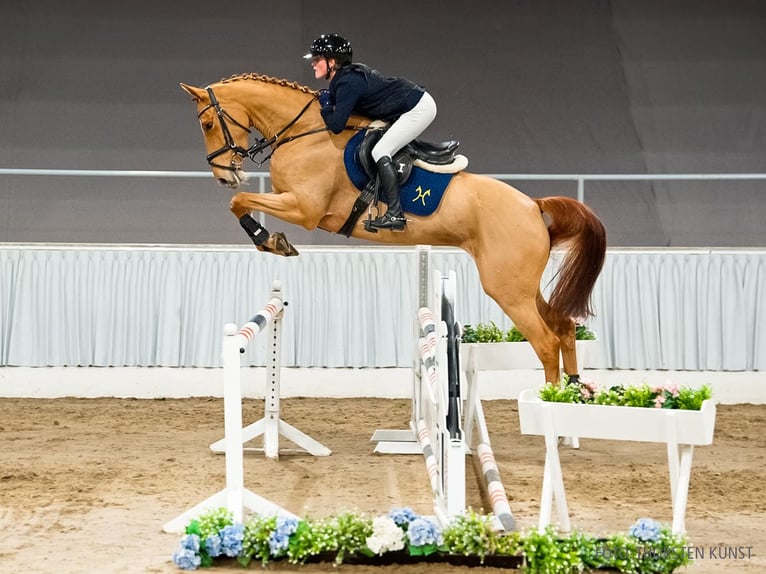 Hanoverian Mare 6 years 16,1 hh Chestnut-Red in Verden