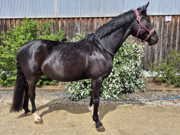 Hanoverian Mare 6 years 16,1 hh in M&#xFC;geln