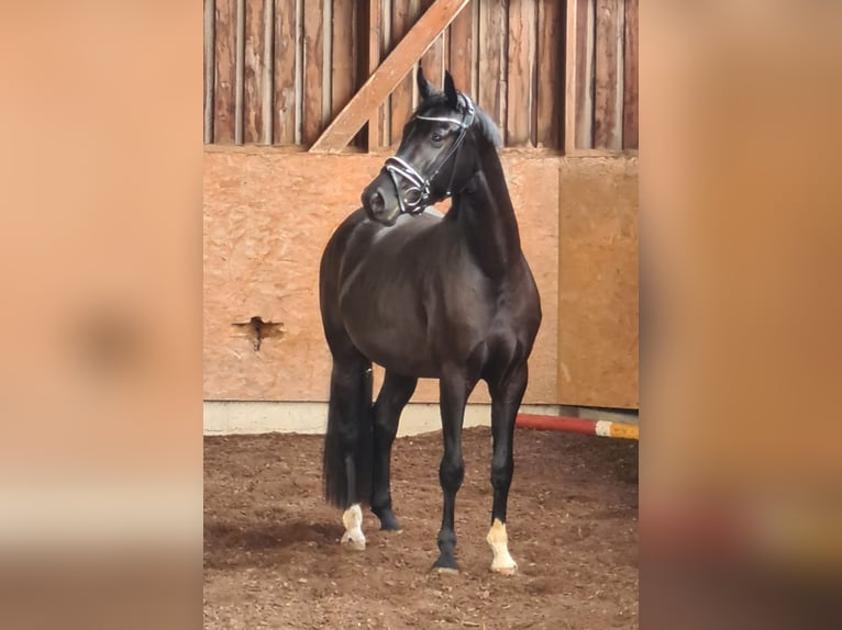 Hanoverian Mare 6 years 16,1 hh in M&#xFC;geln