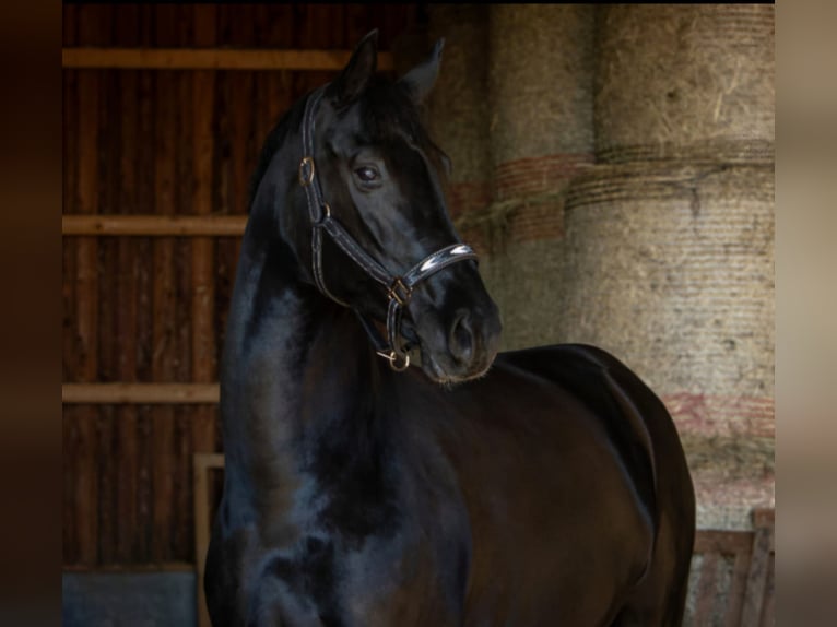 Hanoverian Mare 6 years 16,1 hh in M&#xFC;geln