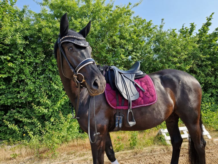 Hanoverian Mare 6 years 16,1 hh in M&#xFC;geln