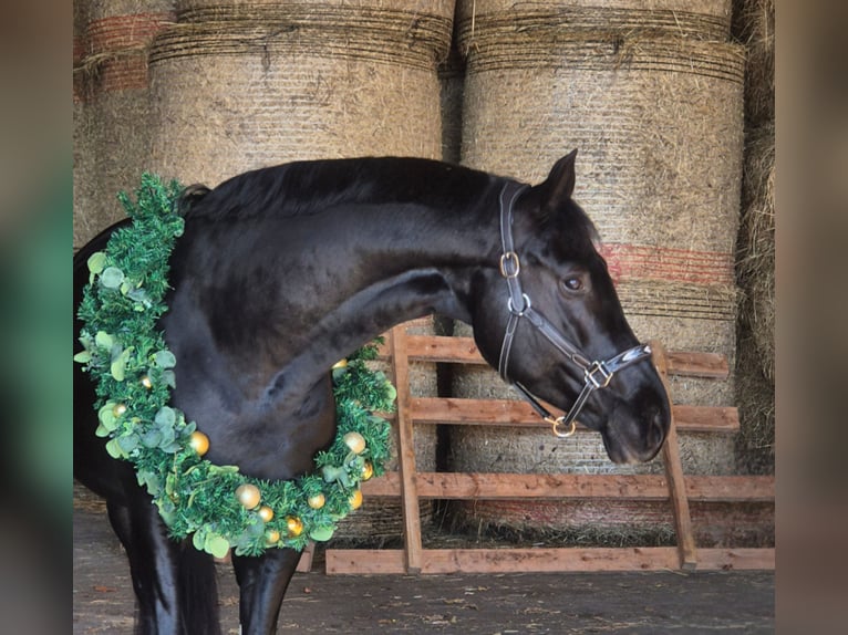 Hanoverian Mare 6 years 16,1 hh in M&#xFC;geln