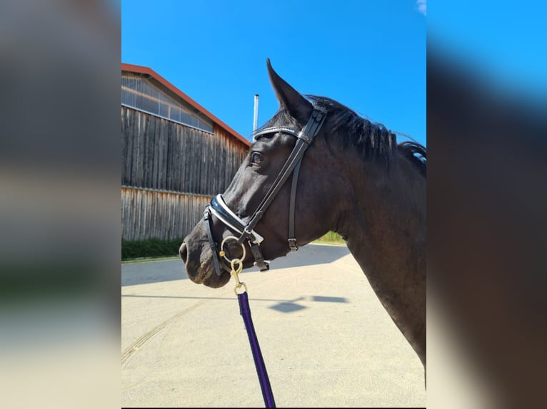 Hanoverian Mare 6 years 16,1 hh in M&#xFC;geln