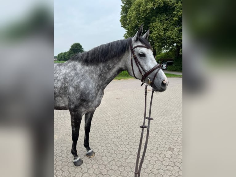 Hanoverian Mare 6 years 16,1 hh Gray in Thedinghausen