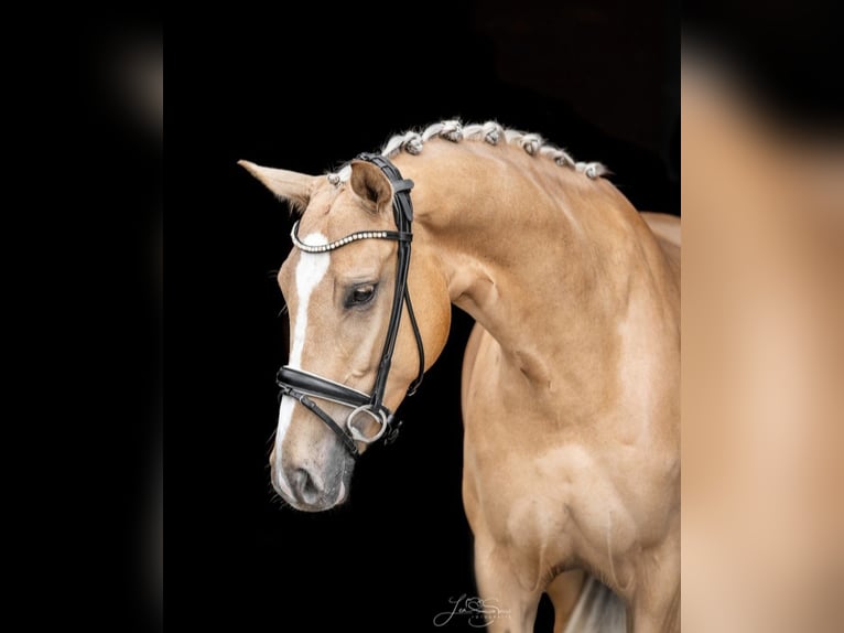 Hanoverian Mare 6 years 16,1 hh Palomino in Aachen