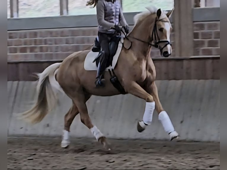 Hanoverian Mare 6 years 16,1 hh Palomino in Aachen