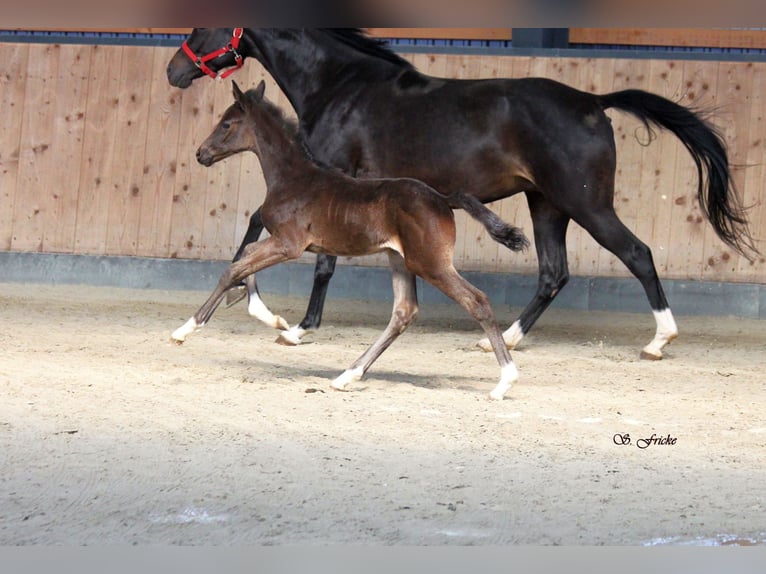 Hanoverian Mare 6 years 16,1 hh Smoky-Black in Agathenburg