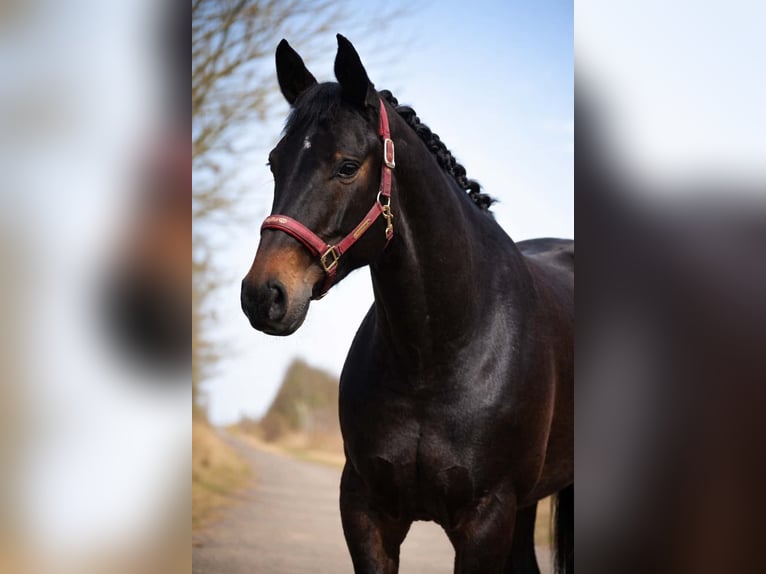 Hanoverian Mare 6 years 16,1 hh Smoky-Black in Nettersheim