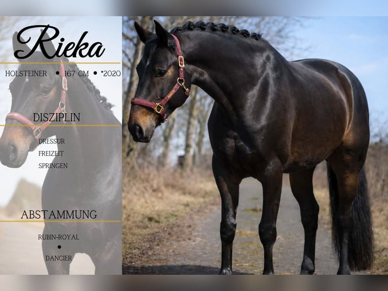 Hanoverian Mare 6 years 16,1 hh Smoky-Black in Nettersheim