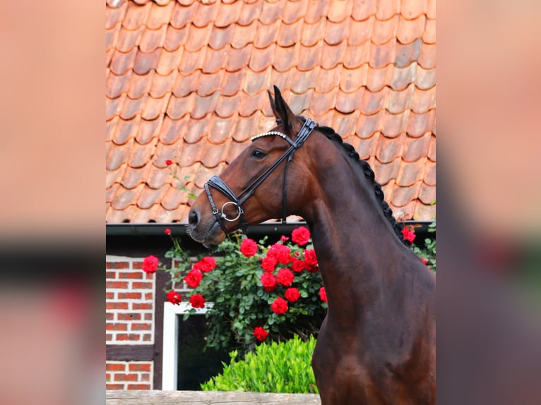 Hanoverian Mare 6 years 16,2 hh Bay-Dark in Lienen