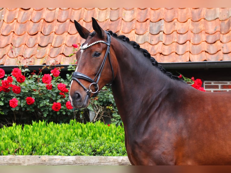 Hanoverian Mare 6 years 16,2 hh Bay-Dark in Lienen