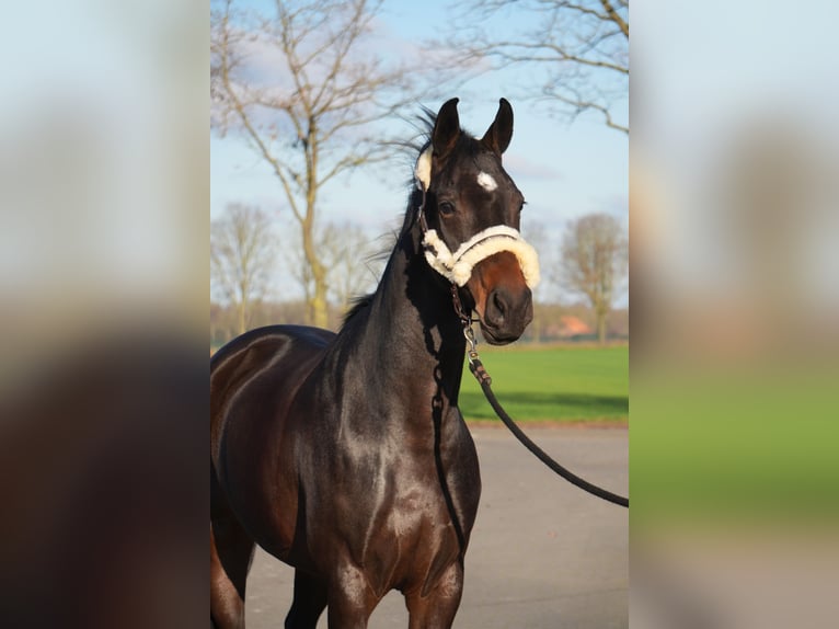 Hanoverian Mare 6 years 16,2 hh Bay-Dark in Stramproy