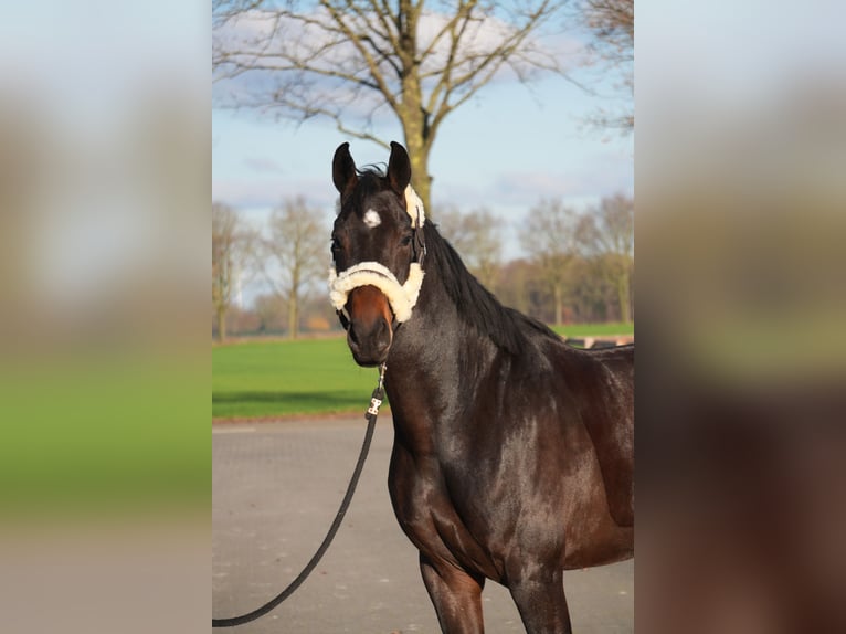 Hanoverian Mare 6 years 16,2 hh Bay-Dark in Stramproy