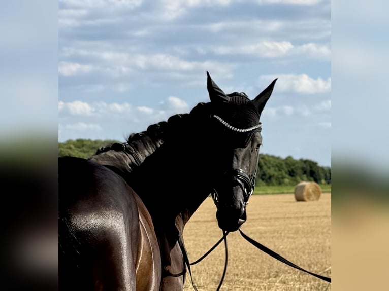 Hanoverian Mare 6 years 16,2 hh Black in Dormagen