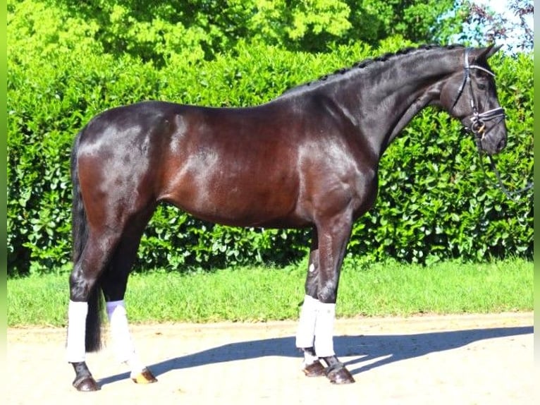 Hanoverian Mare 6 years 16,2 hh Black in Selsingen