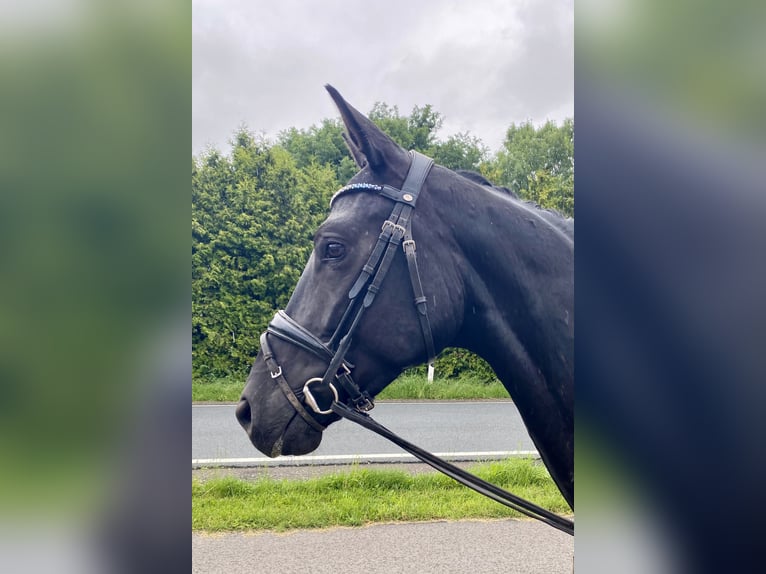 Hanoverian Mare 6 years 16,2 hh Black in Hude (Oldenburg)