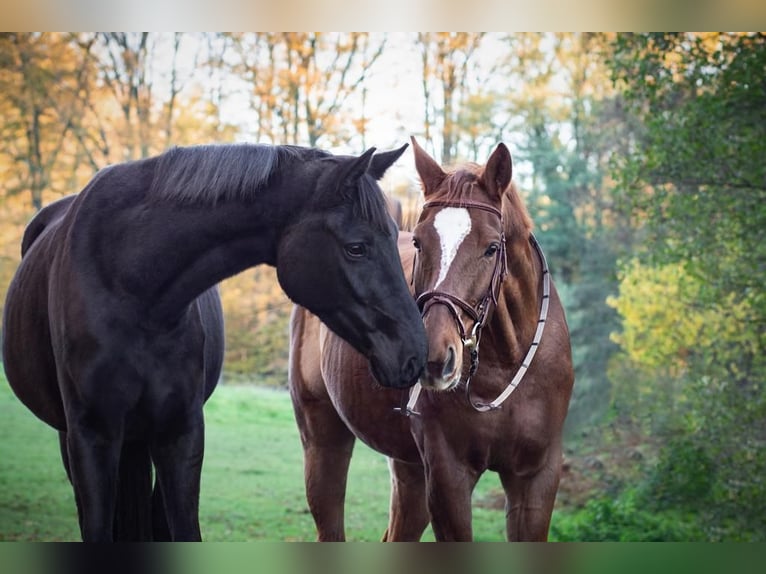 Hanoverian Mare 6 years 16,2 hh Black in K&#xFC;rten