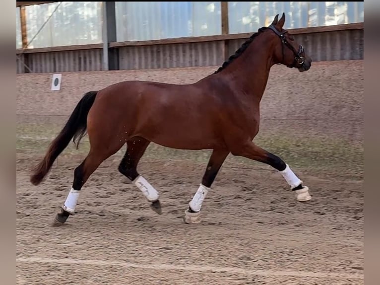 Hanoverian Mare 6 years 16,2 hh Brown in Deinste