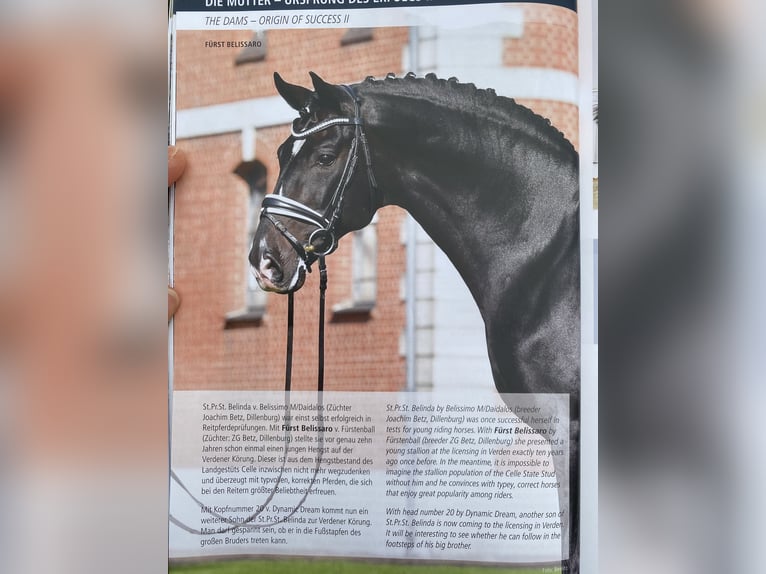 Hanoverian Mare 6 years 16,2 hh Brown in Tiddische