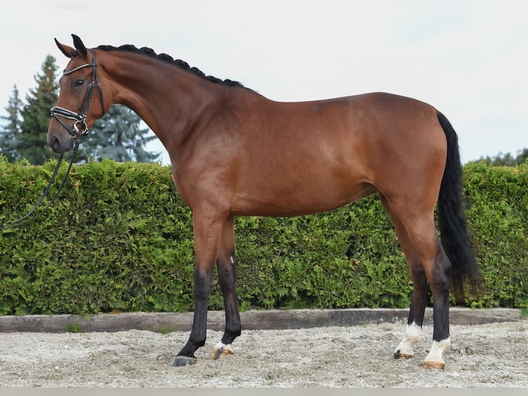 Hanoverian Mare 6 years 16,2 hh Brown in Tiddische