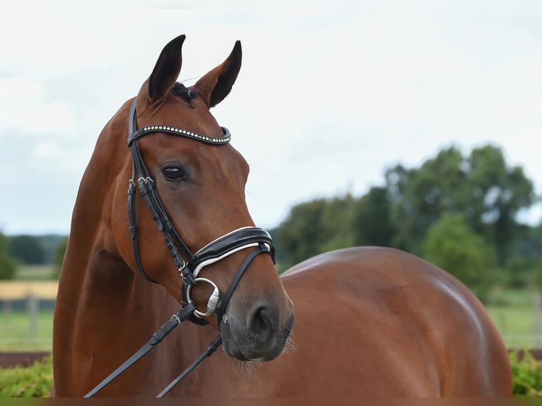 Hanoverian Mare 6 years 16,2 hh Brown in Tiddische
