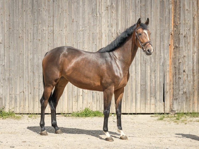 Hanoverian Mare 6 years 16,2 hh Brown in Langelsheim