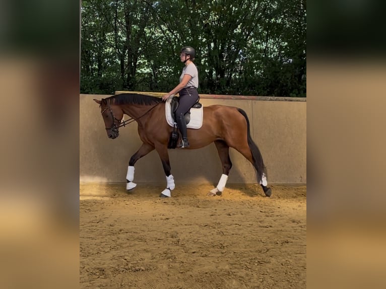 Hanoverian Mare 6 years 16,2 hh Brown in Bonn