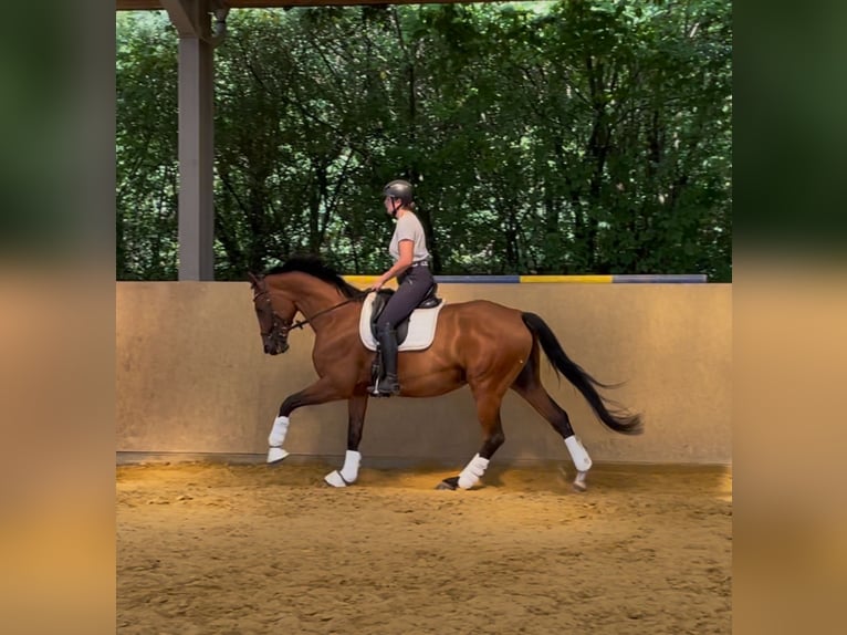 Hanoverian Mare 6 years 16,2 hh Brown in Bonn