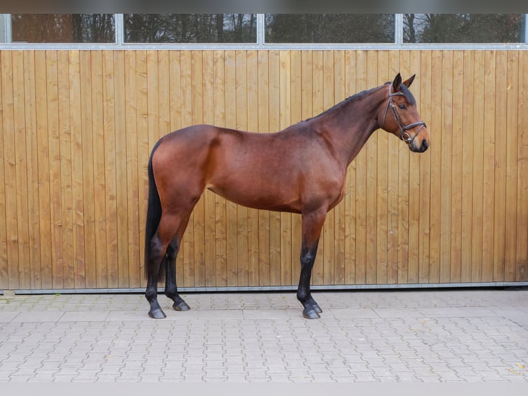 Hanoverian Mare 6 years 16,2 hh Brown in Ankum