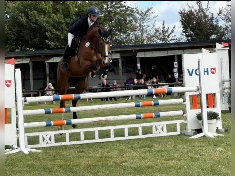 Hanoverian Mare 6 years 16,2 hh Brown in Bremerv&#xF6;rde