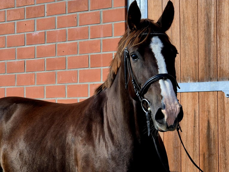 Hanoverian Mare 6 years 16,2 hh Chestnut in Ochtersum