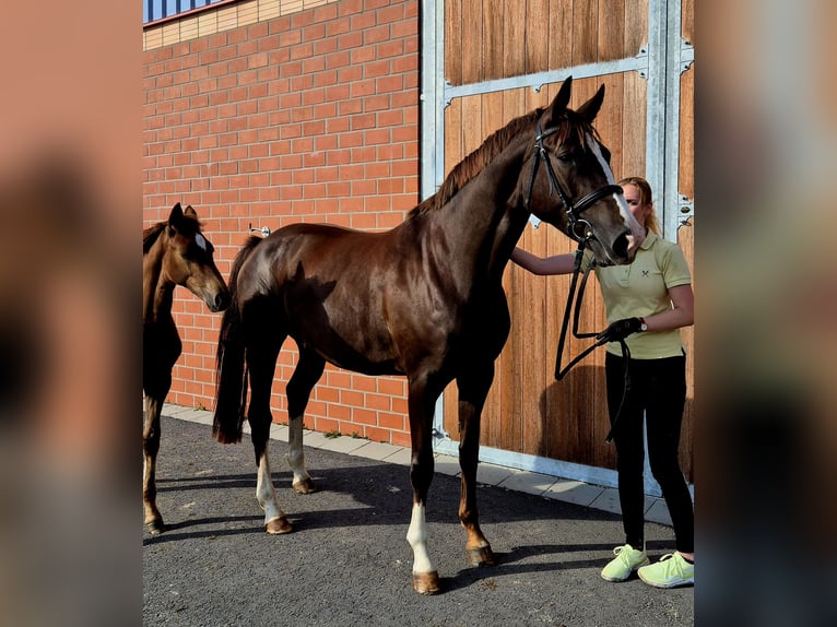Hanoverian Mare 6 years 16,2 hh Chestnut in Ochtersum