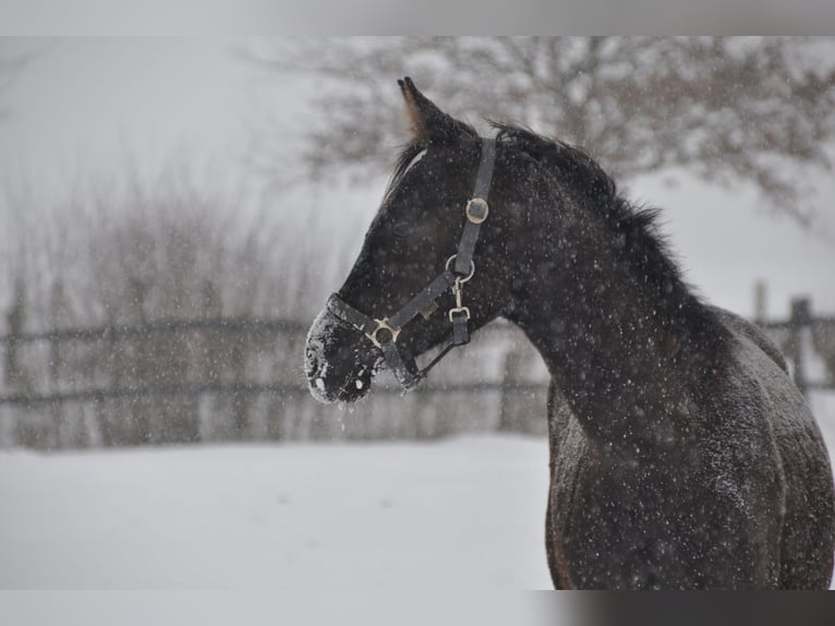 Hanoverian Mare 6 years 16,2 hh Chestnut in Petershagen