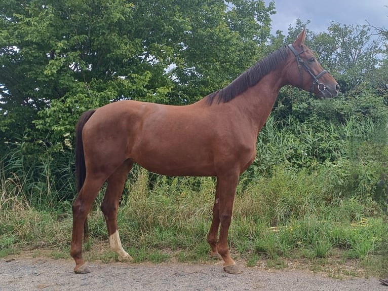 Hanoverian Mare 6 years 16,2 hh Chestnut in Worms