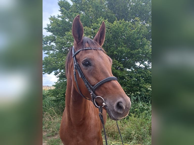 Hanoverian Mare 6 years 16,2 hh Chestnut in Worms