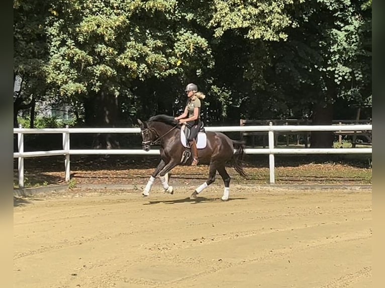 Hanoverian Mare 6 years 16,2 hh Chestnut in Hamm