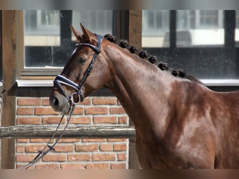 Hanoverian Mare 6 years 16,2 hh Chestnut in Heidesheim am Rhein