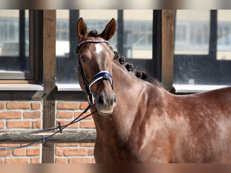 Hanoverian Mare 6 years 16,2 hh Chestnut in Heidesheim am Rhein