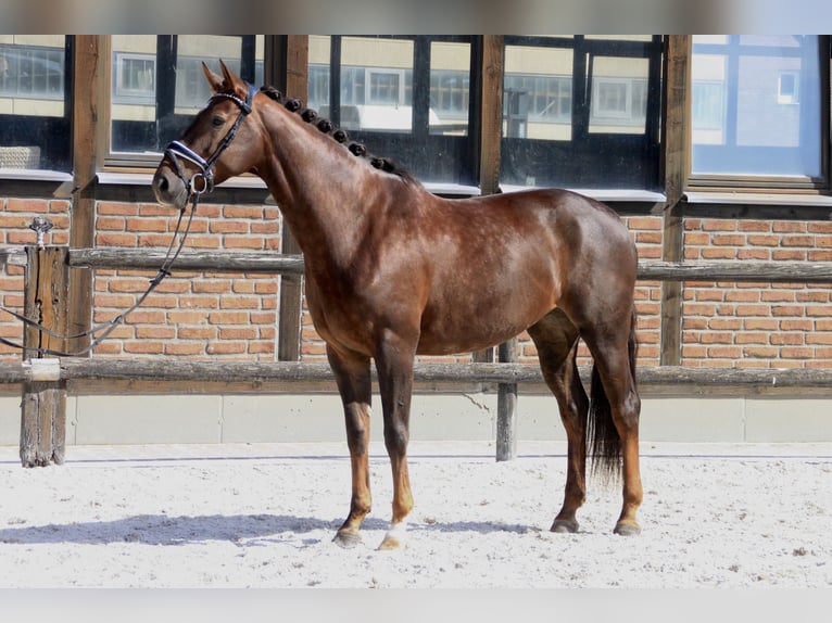 Hanoverian Mare 6 years 16,2 hh Chestnut in Heidesheim am Rhein