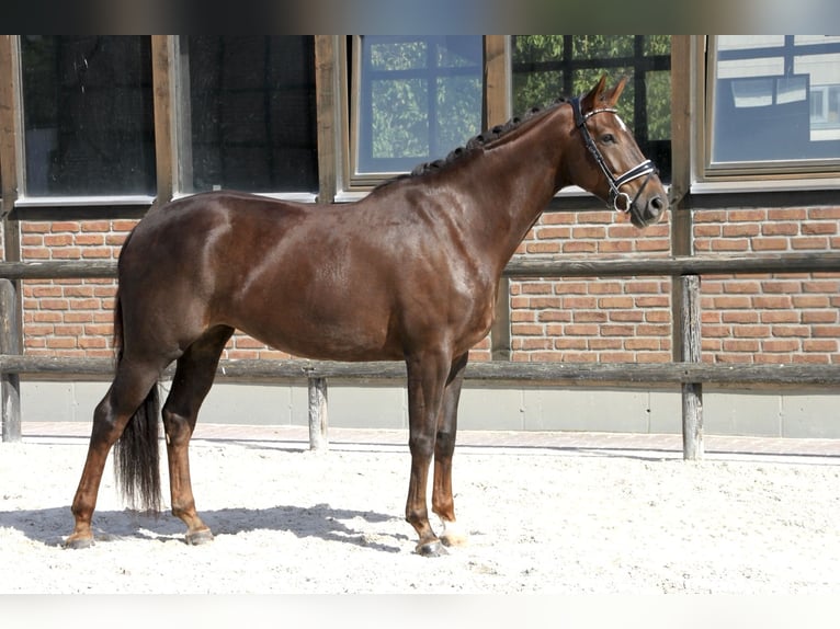 Hanoverian Mare 6 years 16,2 hh Chestnut in Heidesheim am Rhein