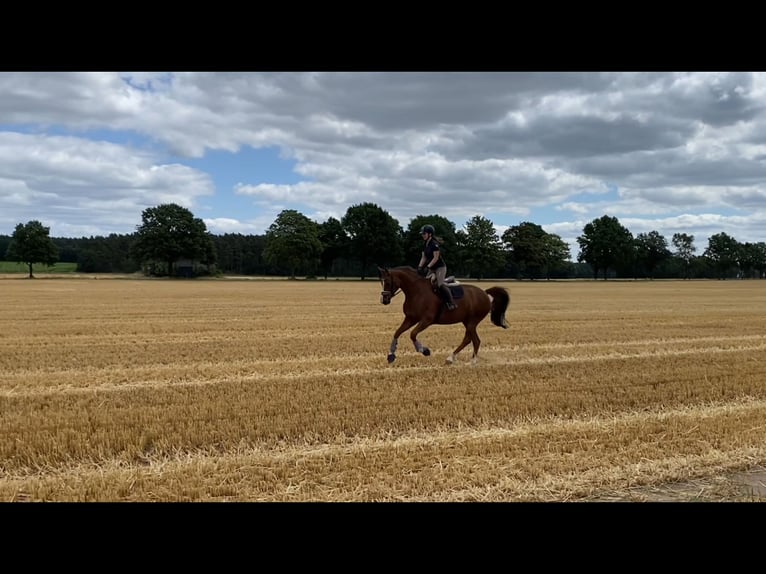 Hanoverian Mare 6 years 16,2 hh Chestnut in Ebstorf