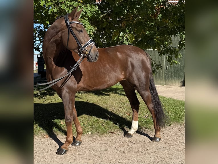 Hanoverian Mare 6 years 16,2 hh Chestnut in Kasseburg