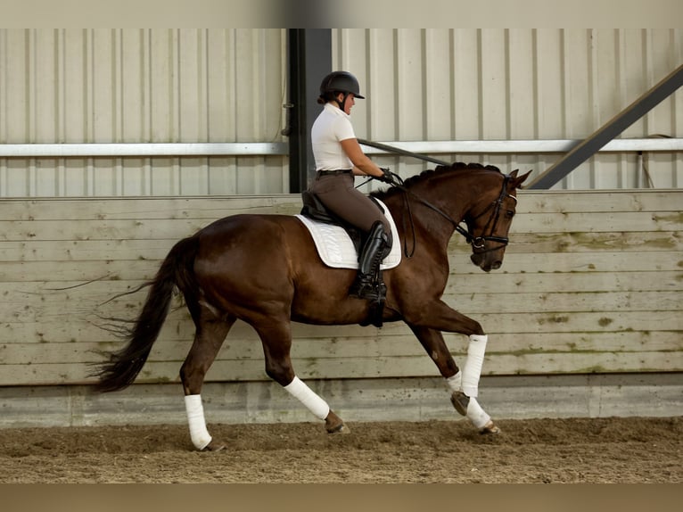 Hanoverian Mare 6 years 16,2 hh Chestnut in K&#xF6;nigswinter