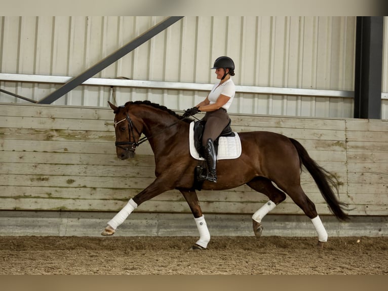 Hanoverian Mare 6 years 16,2 hh Chestnut in K&#xF6;nigswinter