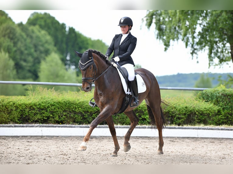 Hanoverian Mare 6 years 16,2 hh Chestnut in K&#xF6;nigswinter