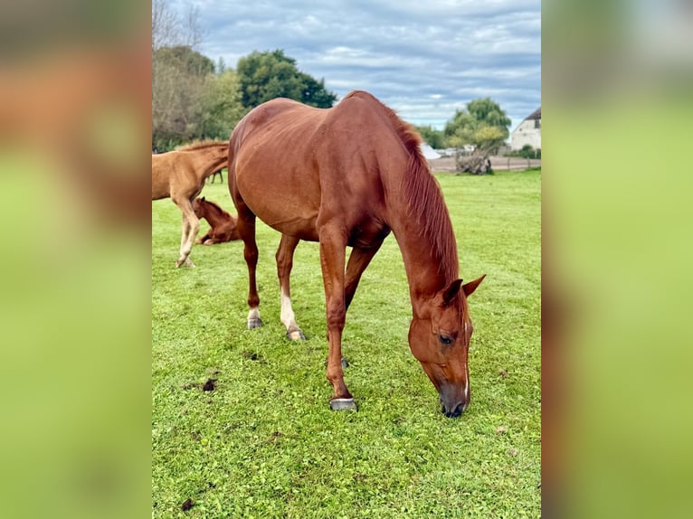 Hanoverian Mare 6 years 16,2 hh Chestnut-Red in Rhinow