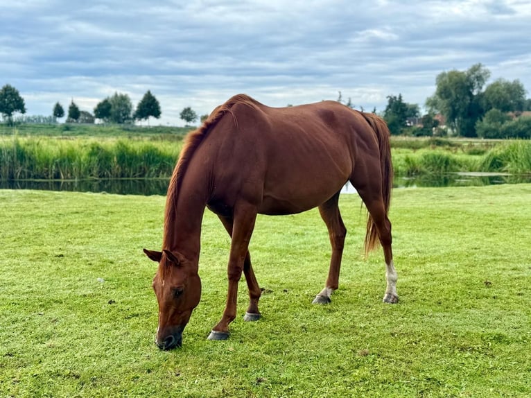 Hanoverian Mare 6 years 16,2 hh Chestnut-Red in Rhinow