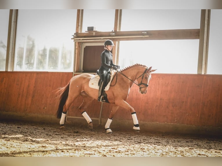 Hanoverian Mare 6 years 16,2 hh Chestnut-Red in Ohrensen