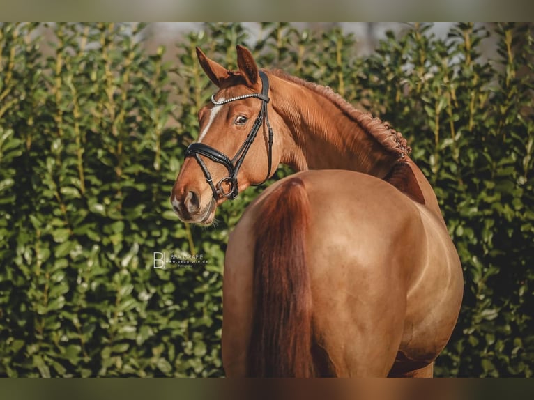 Hanoverian Mare 6 years 16,2 hh Chestnut-Red in Ohrensen