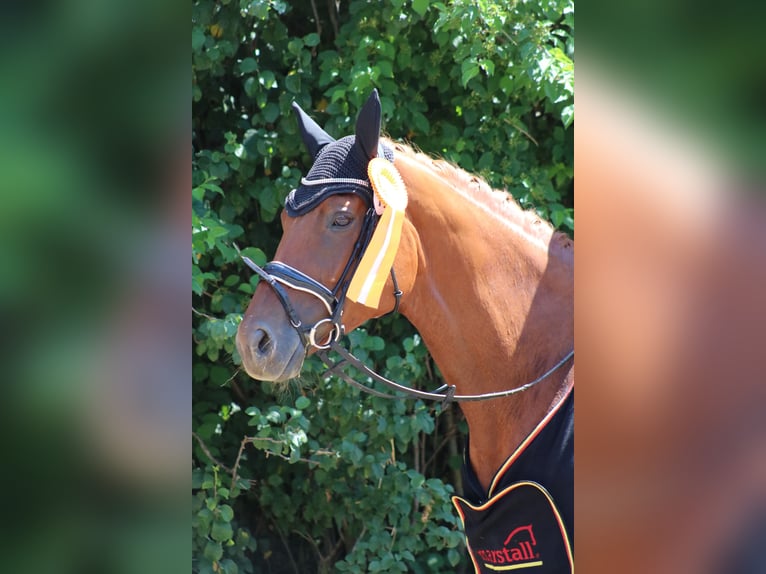 Hanoverian Mare 6 years 16,2 hh Chestnut-Red in Wartenberg